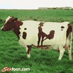 pic for fuck scene on cow